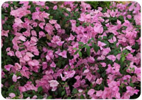 BOUGAINVILLEA GLABRA